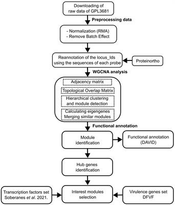 Construction and analysis of gene co-expression network in the pathogenic fungus Ustilago maydis